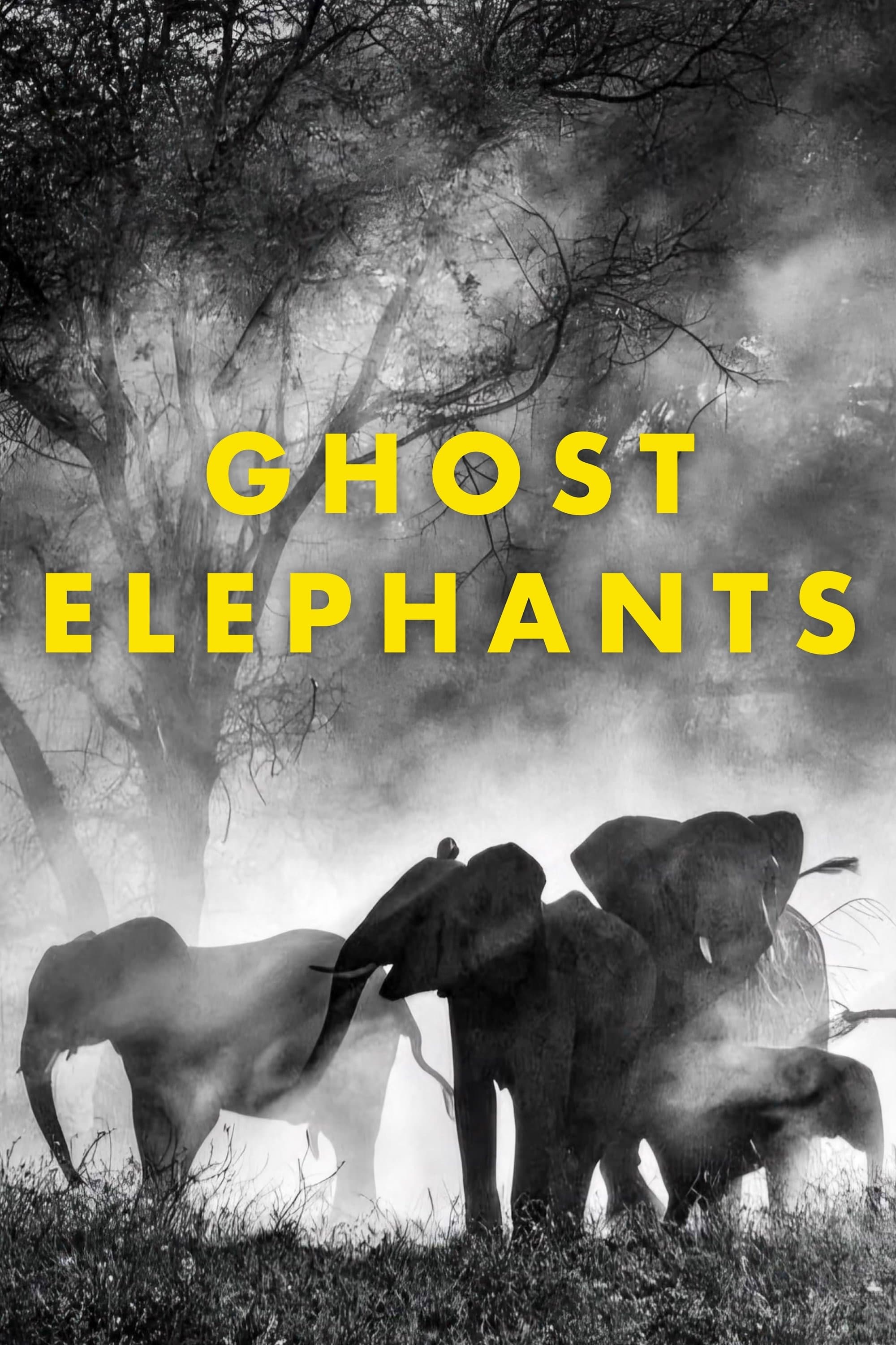 Ghost Elephants juliste